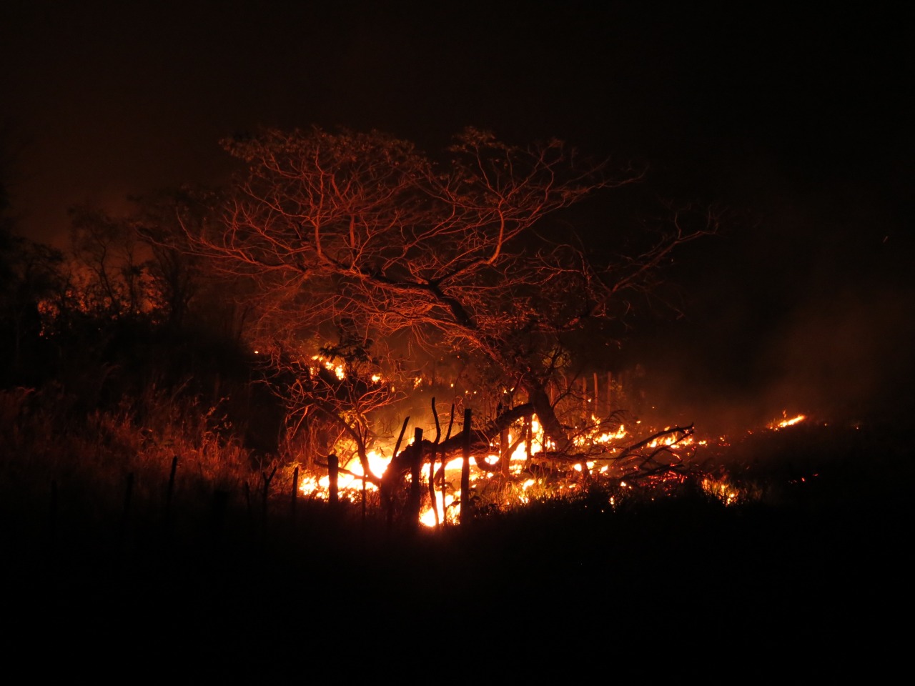 GALERIA: Los incendios forestales en la Chiquitanía en fotos