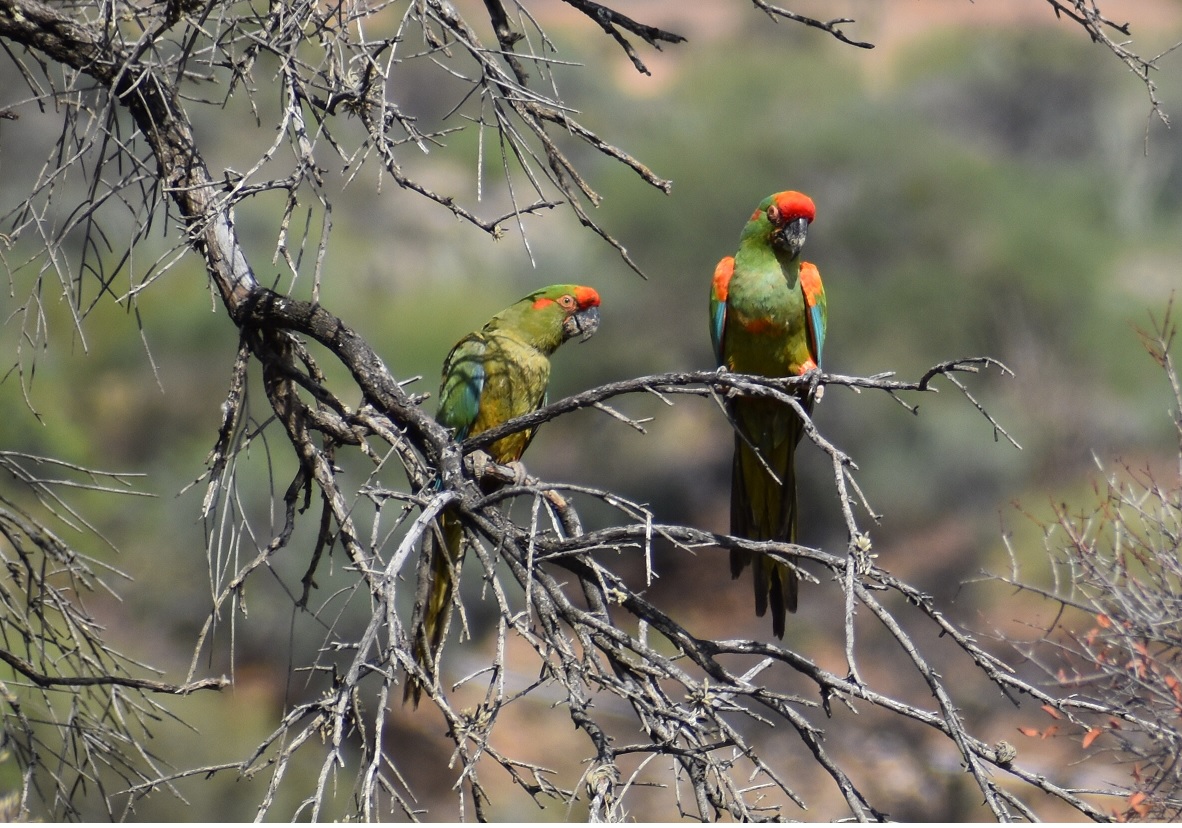 Cerca del 30% del territorio de Bolivia es un Área Clave para la Biodiversidad 