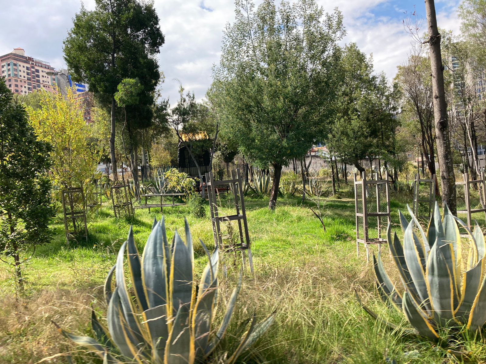 Jardineras, parques y calles de la ciudad siguen descuidados y llenos de maleza