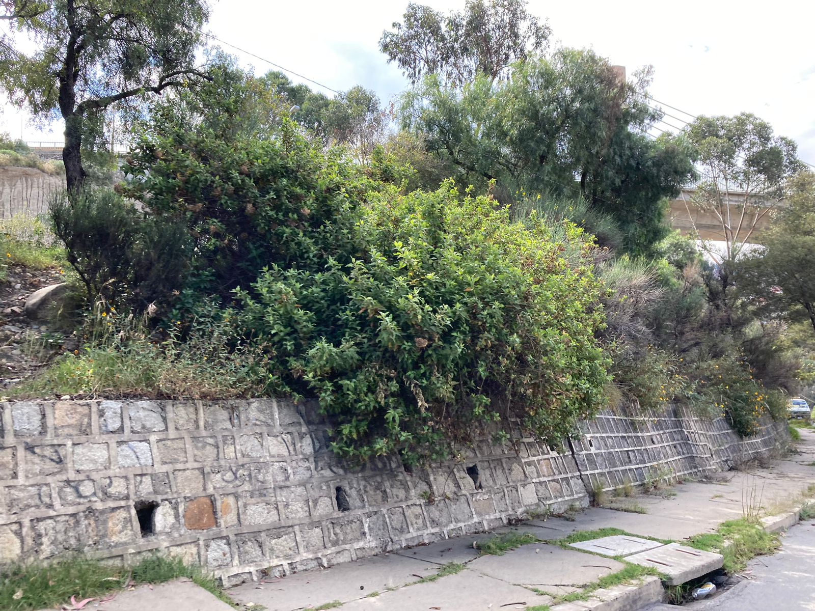 Jardineras, parques y calles de la ciudad siguen descuidados y llenos de maleza