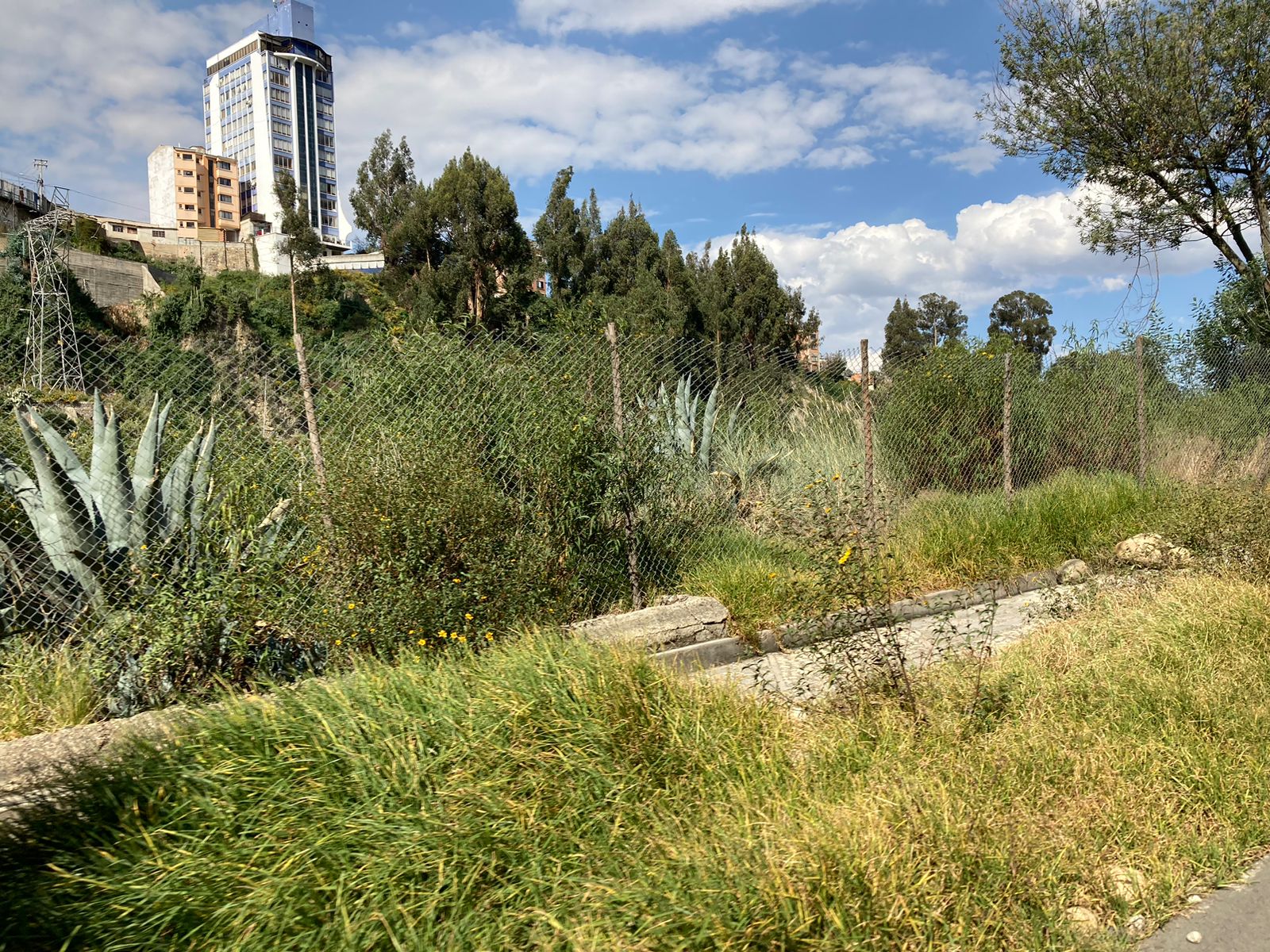 Jardineras, parques y calles de la ciudad siguen descuidados y llenos de maleza