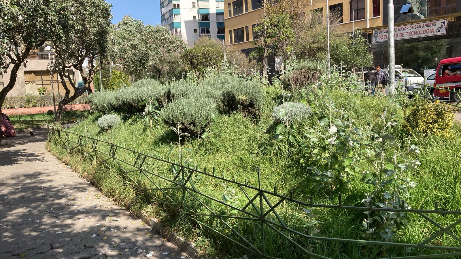 Jardineras, parques y calles de la ciudad siguen descuidados y llenos de maleza