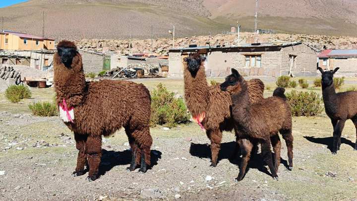 Bolivia reúne saberes para preservar el hábitat de las llamas ante el cambio climático