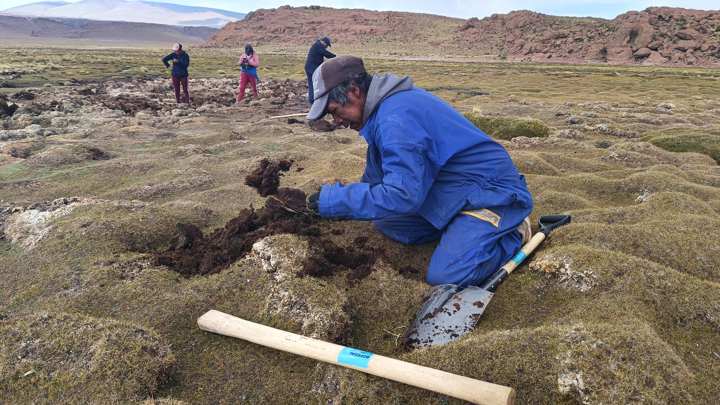 Bolivia reúne saberes para preservar el hábitat de las llamas ante el cambio climático