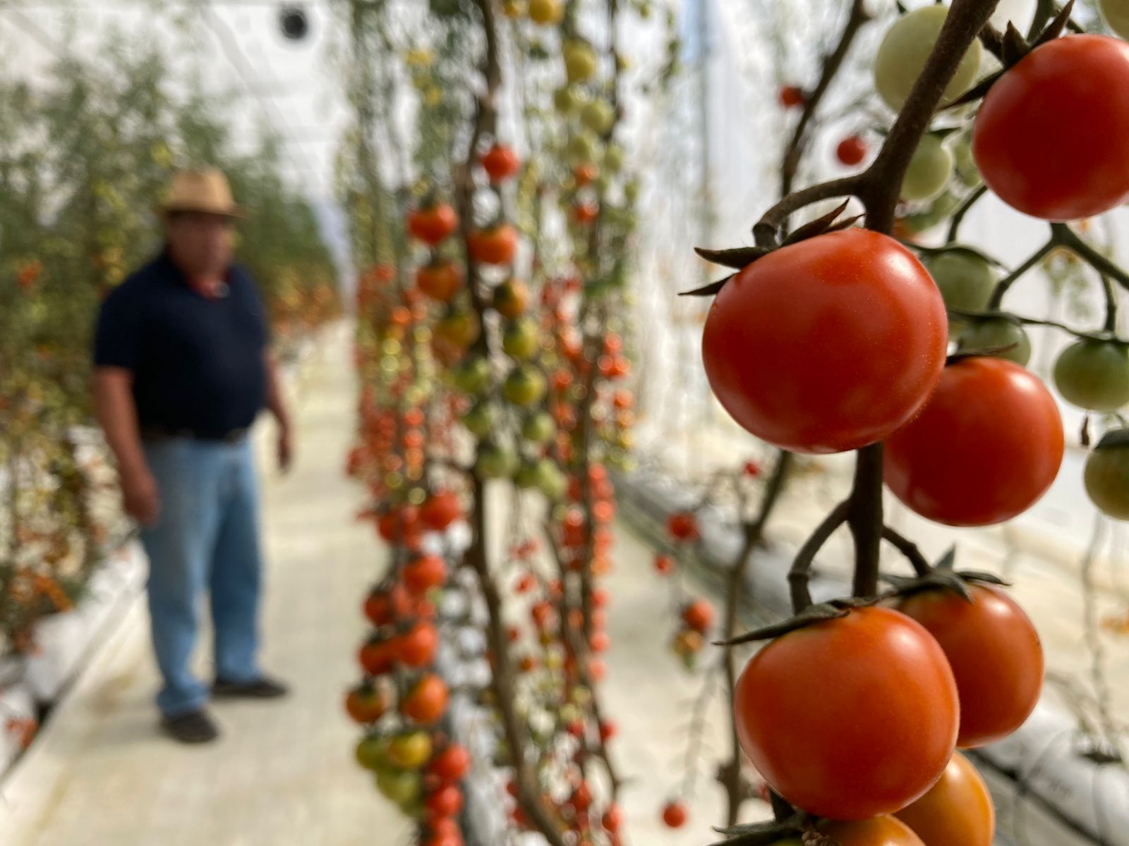 Delizia se diversifica y ahora ofrece tomates y pepinos cultivados en El Alto sin agroquímicos