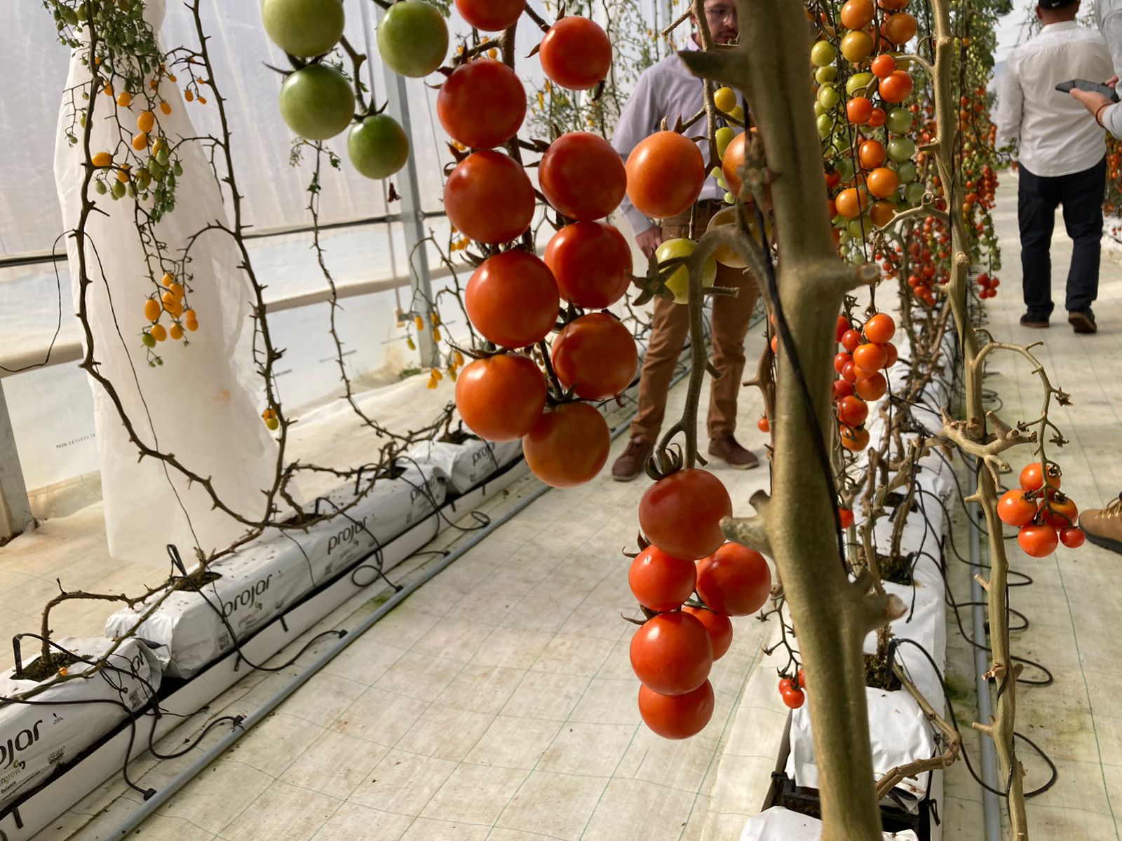 Delizia se diversifica y ahora ofrece tomates y pepinos cultivados en El Alto sin agroquímicos