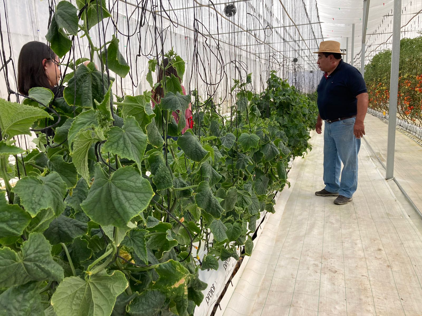 Delizia se diversifica y ahora ofrece tomates y pepinos cultivados en El Alto sin agroquímicos