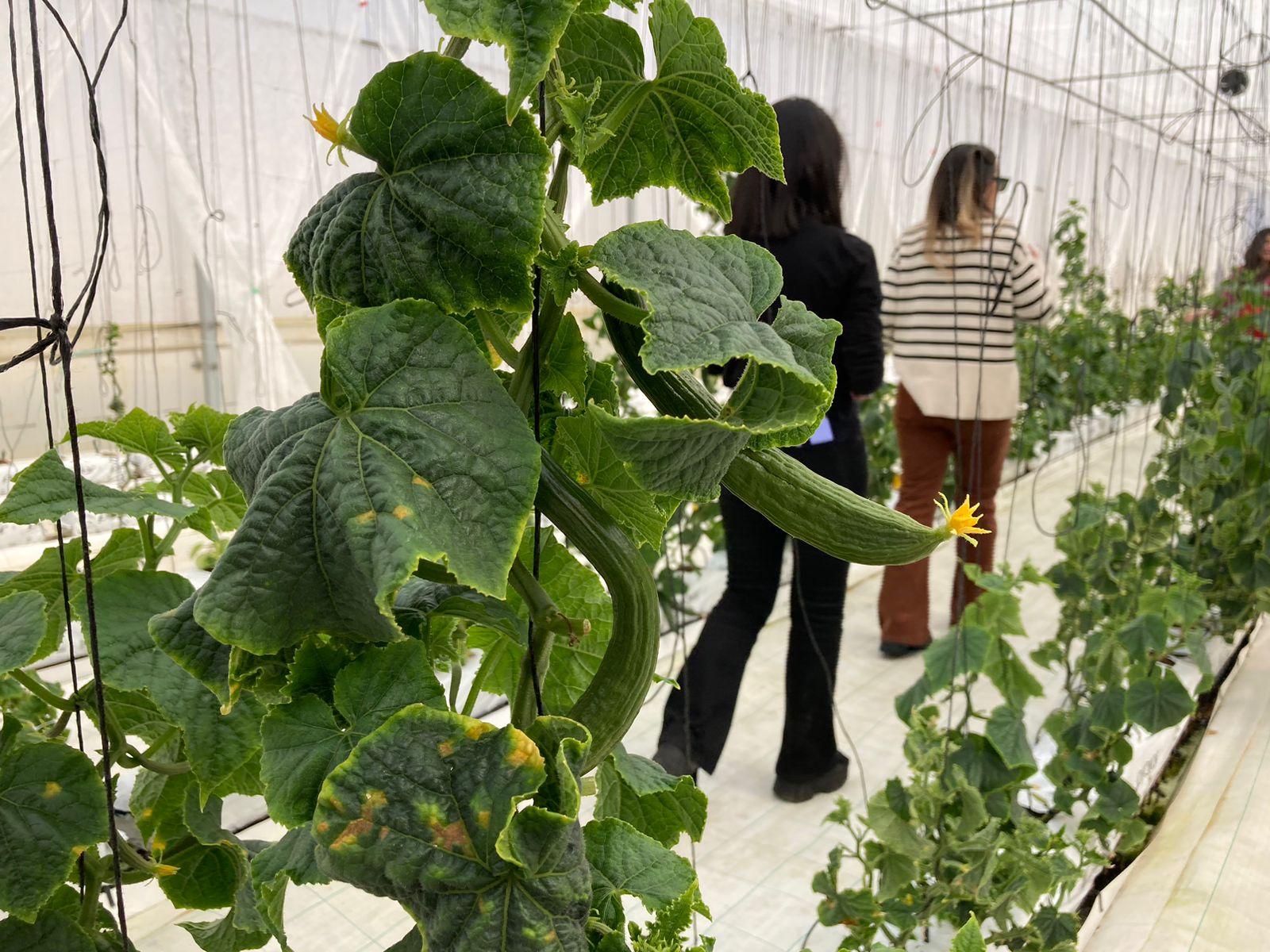 Delizia se diversifica y ahora ofrece tomates y pepinos cultivados en El Alto sin agroquímicos