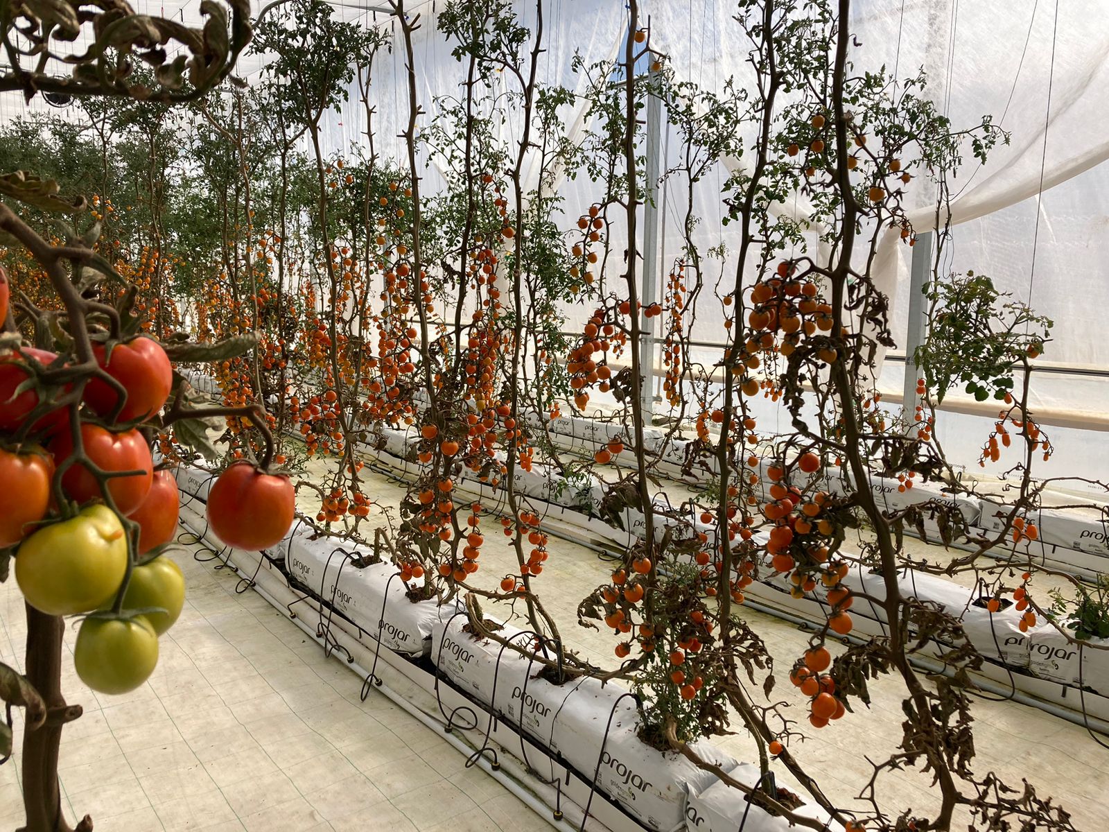 Delizia se diversifica y ahora ofrece tomates y pepinos cultivados en El Alto sin agroquímicos