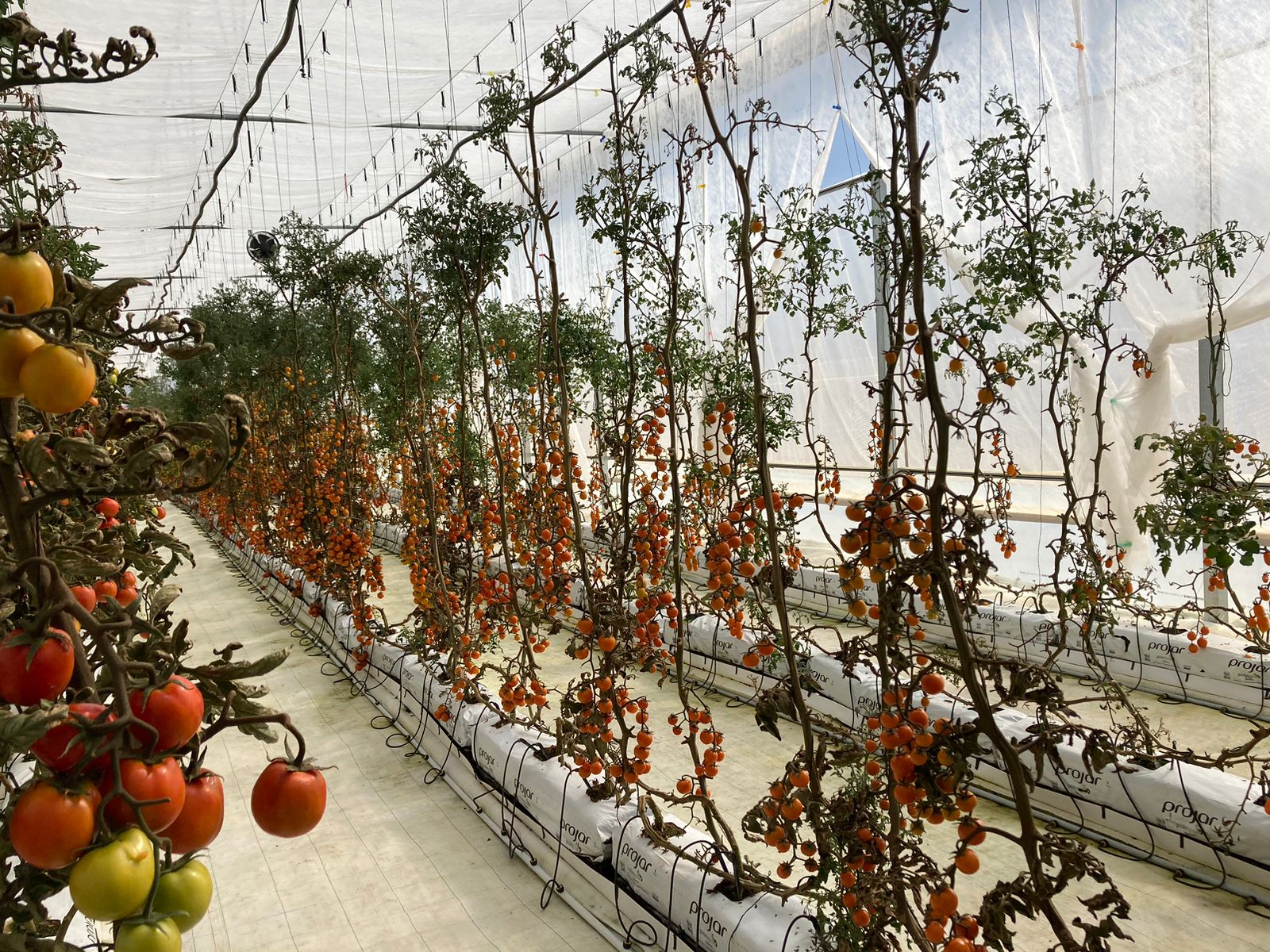 Delizia se diversifica y ahora ofrece tomates y pepinos cultivados en El Alto sin agroquímicos