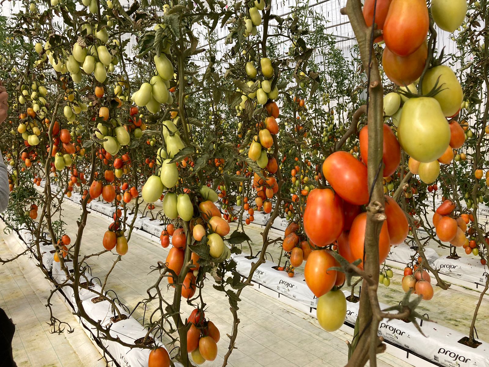 Delizia se diversifica y ahora ofrece tomates y pepinos cultivados en El Alto sin agroquímicos