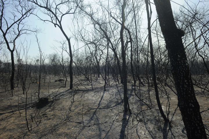  Se incrementan los incendios forestales y el municipio de Roboré es el más afectado