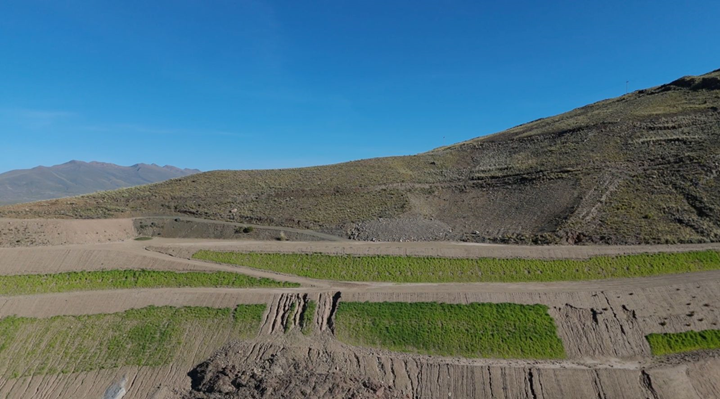 Sinchi Wayra impulsa la sostenibilidad ambiental con un proyecto de reforestación cerca de sus operaciones en Oruro