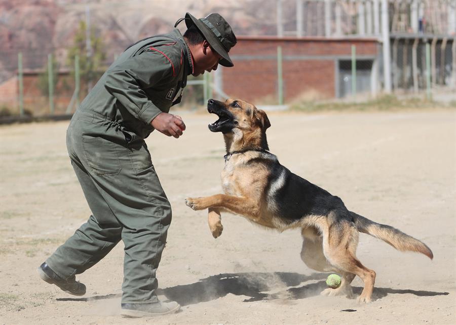 Perros policiales se jubilan con honores tras 6 años de servicio