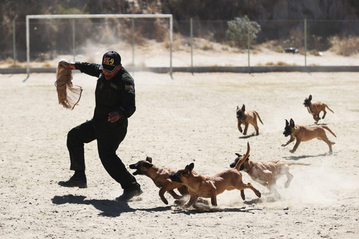 Perros policiales se jubilan con honores tras 6 años de servicio