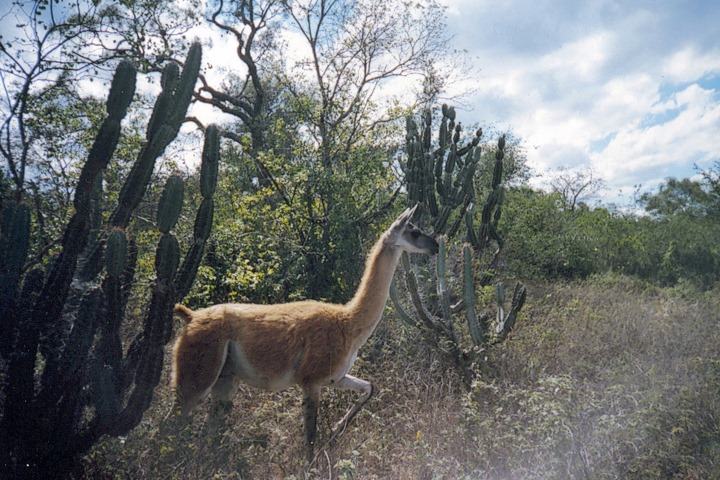 Celebran por primera vez el Día Internacional del Guanaco para promover su conservación