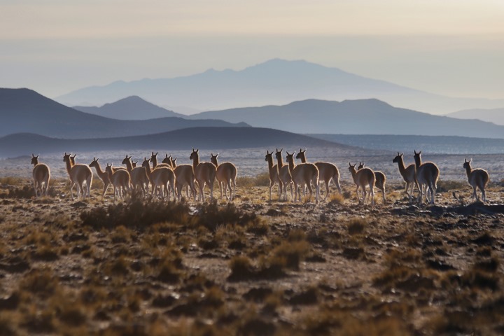 Celebran por primera vez el Día Internacional del Guanaco para promover su conservación