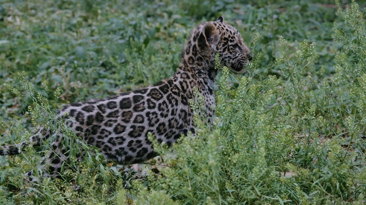 Expertos rehabilitan en Santa Cruz a un cachorro de jaguar rescatado en pésimas condiciones