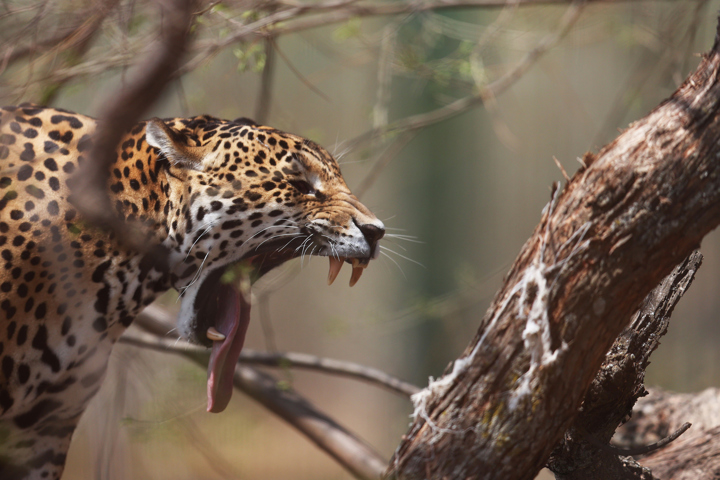 La nueva vida de Toto, Santiago y Mosa, jaguares sobrevivientes del tráfico 