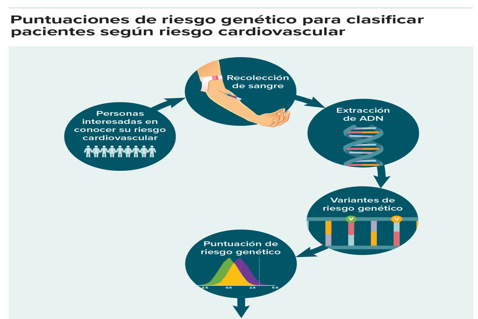 Finalmente estableciendo el vínculo entre genes y enfermedades cardíacas