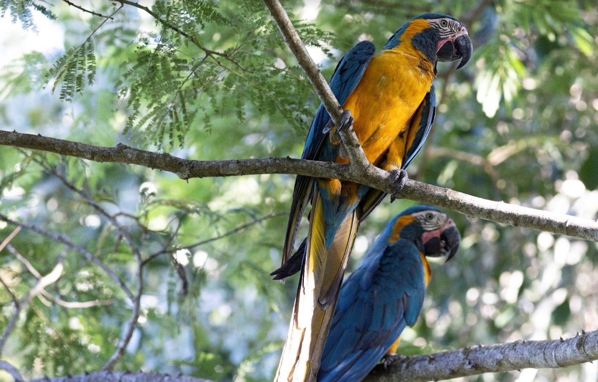 Récord en la reserva Laney Rickman: 17 pichones de paraba barba azul vuelan con éxito 