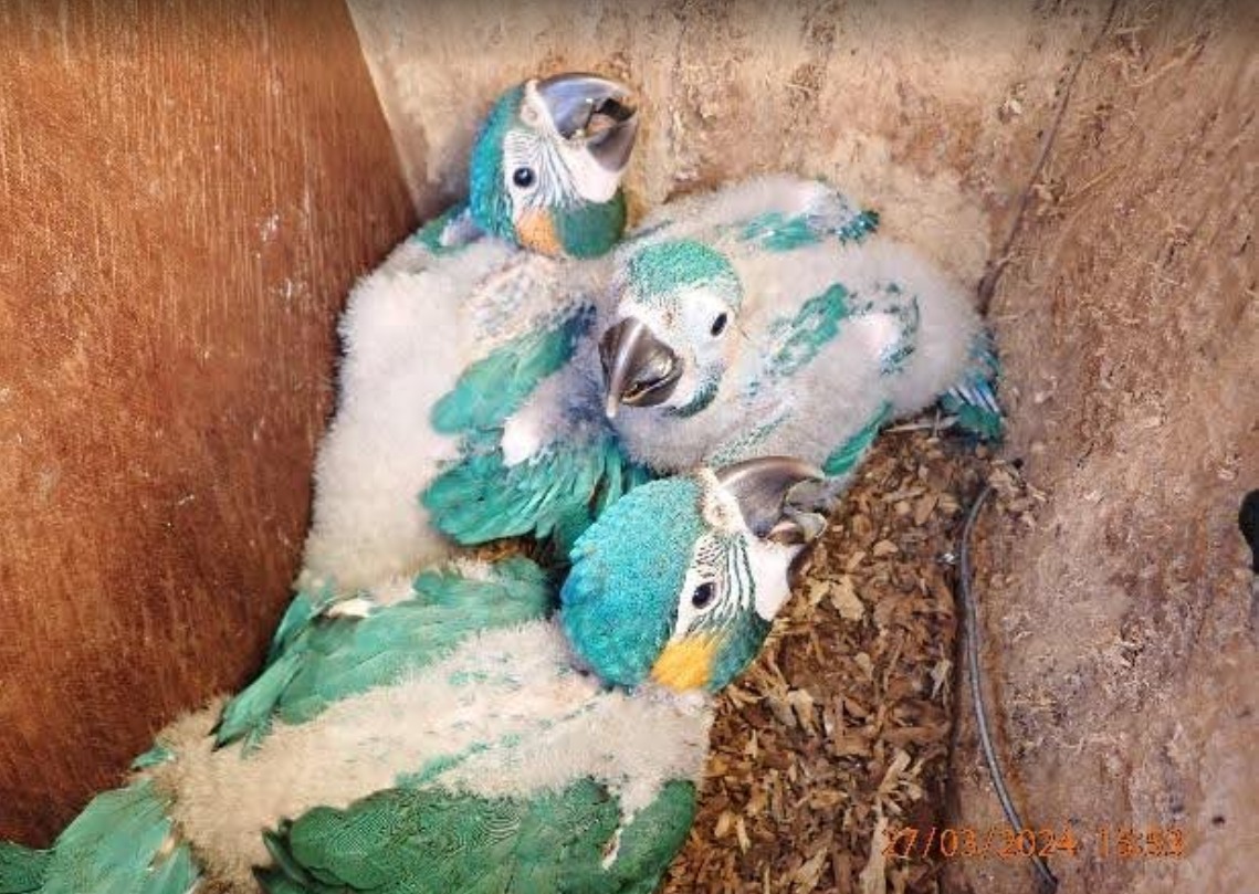 Récord en la reserva Laney Rickman: 17 pichones de paraba barba azul vuelan con éxito 