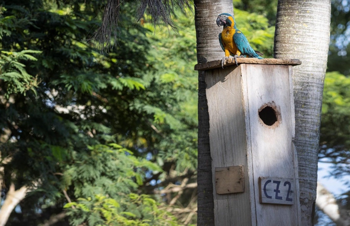 Récord en la reserva Laney Rickman: 17 pichones de paraba barba azul vuelan con éxito 