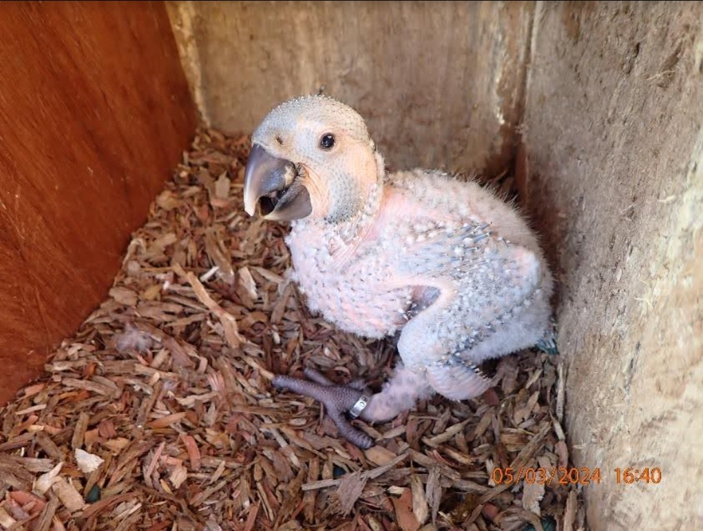 Récord en la reserva Laney Rickman: 17 pichones de paraba barba azul vuelan con éxito 