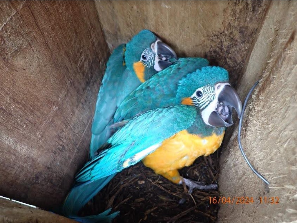 Récord en la reserva Laney Rickman: 17 pichones de paraba barba azul vuelan con éxito 