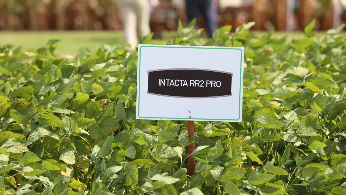 Anapo: la aprobación del evento biotecnológico Intacta es un hito hacia la modernización agrícola