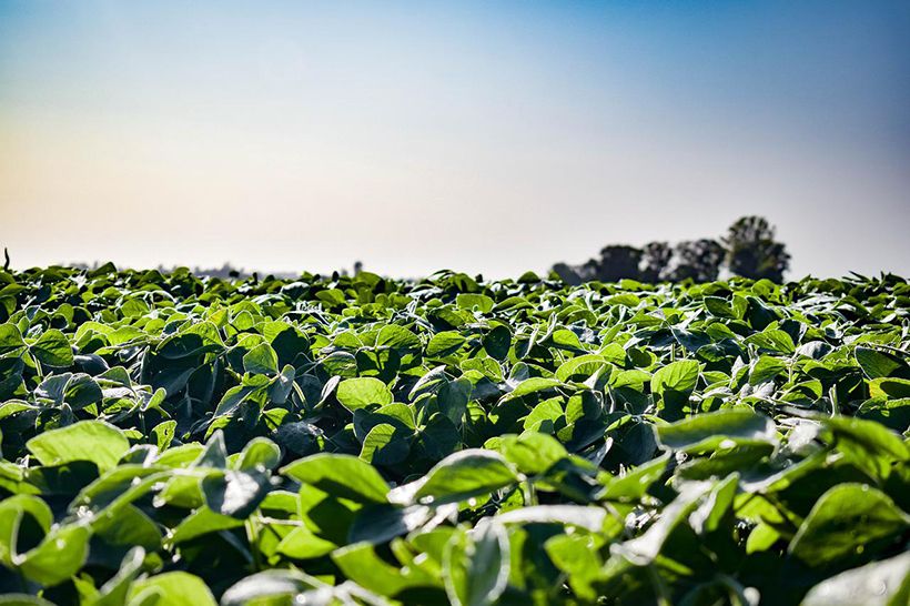 Con la HB4, productores de soya prevén mitigar las pérdidas productivas tras 6 años de sequía