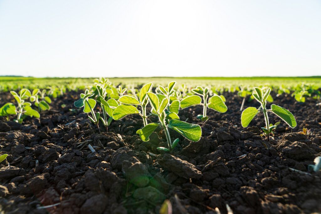 Con la HB4, productores de soya prevén mitigar las pérdidas productivas tras 6 años de sequía