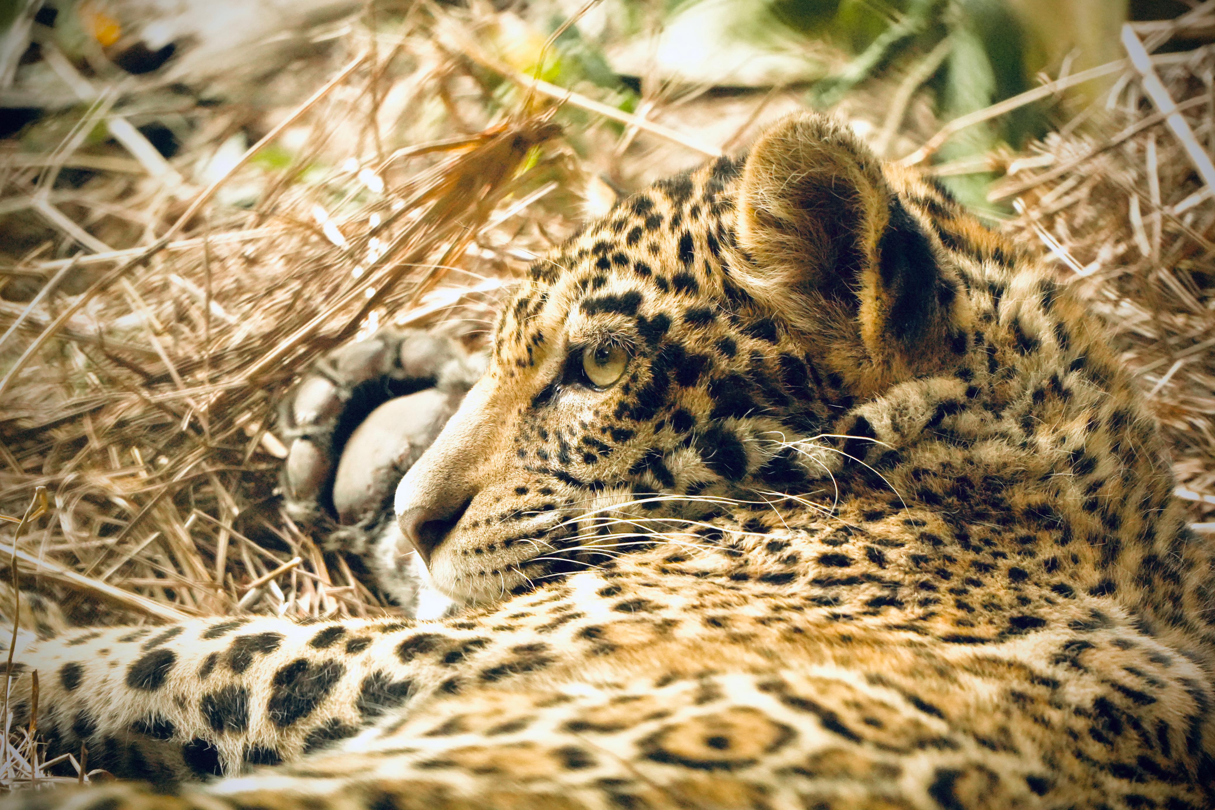 El Grupo Asegurador Bisa y la Comunidad Inti Wara Yassi se unen por el compromiso con el medioambiente y la fauna silvestre