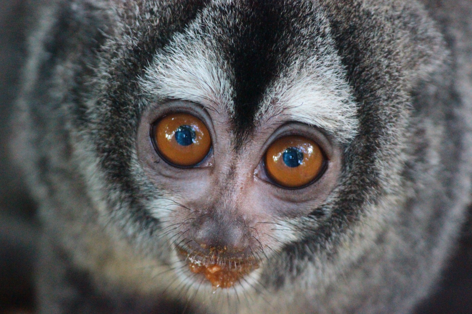 Apadrinamiento: un regalo de BISA Seguros y La Vitalicia con el propósito de proteger la fauna silvestre del país