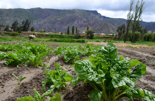 Residuos fecales en la comida de los habitantes de La Paz