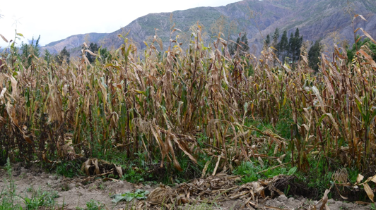 Residuos fecales en la comida de los habitantes de La Paz