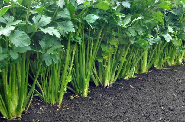 Verduras y hortalizas a 4 mil metros de altura: Sinchi Wayra promueve cultivos sostenibles en una comunidad del altiplano