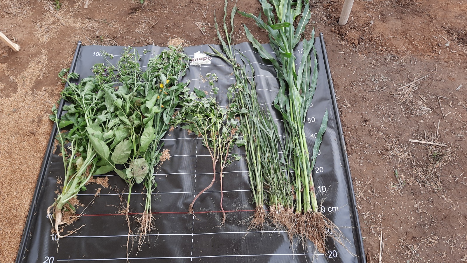 Hacia el Día Nacional de la Agricultura Sostenible, ANAPO promueve prácticas que protegen el suelo