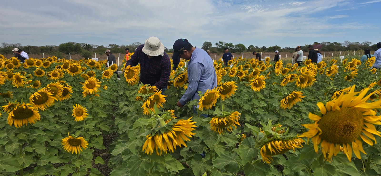 El girasol consolida su papel clave en la exportación con valor agregado