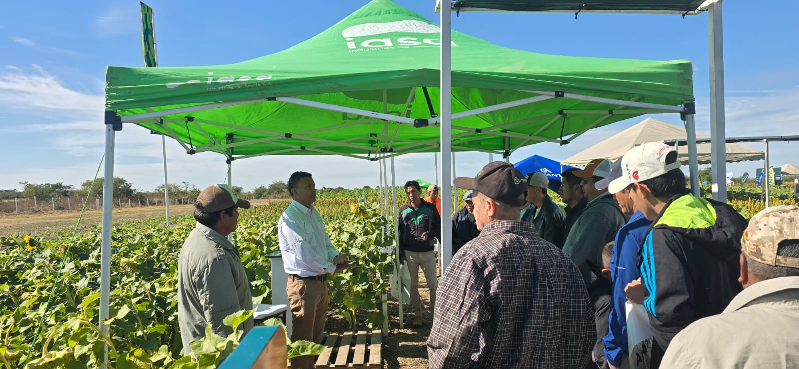 El girasol consolida su papel clave en la exportación con valor agregado