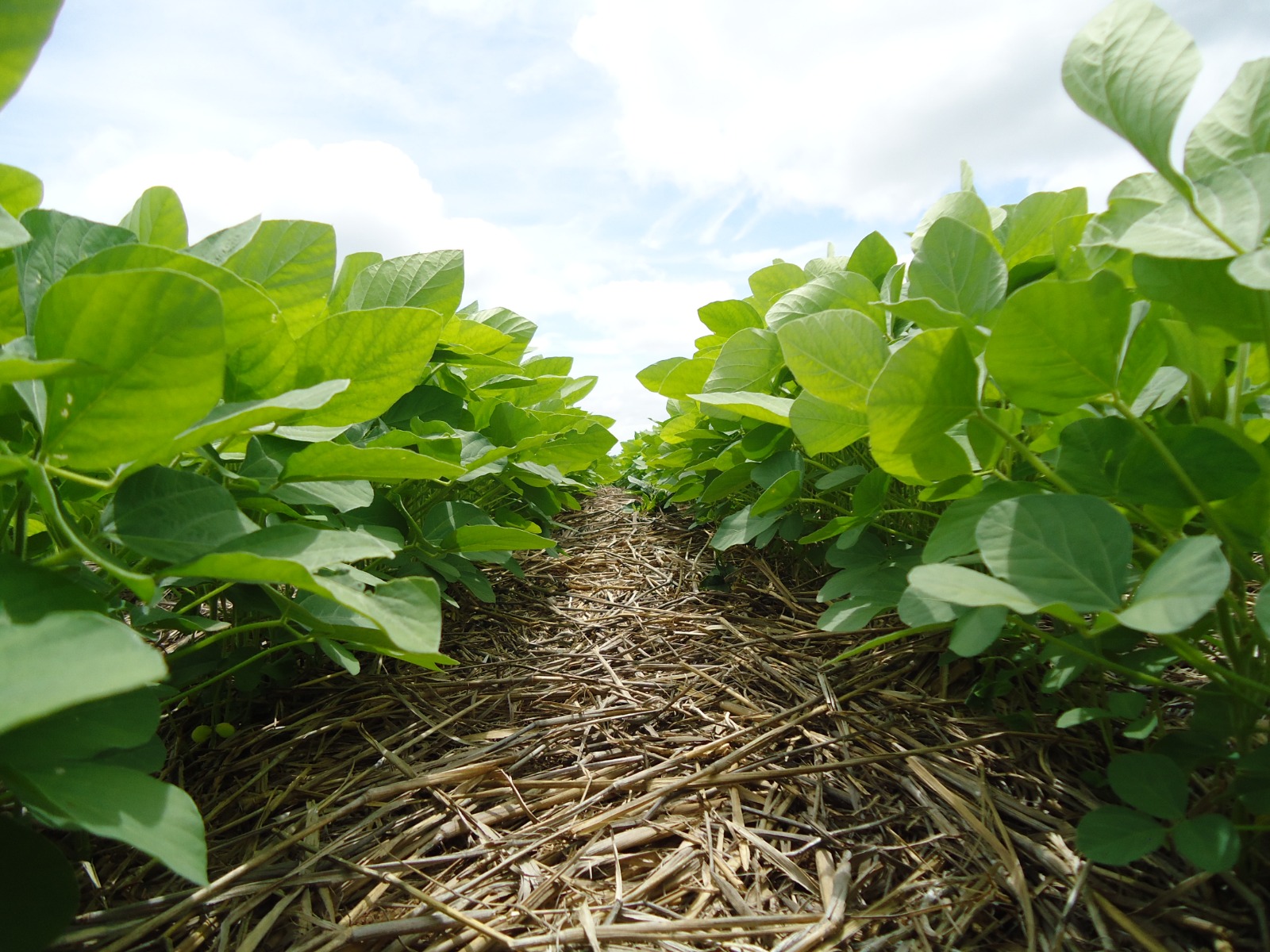 Anapo aplaude los esfuerzos para mejorar el abastecimiento de diésel y pide combatir el mercado negro