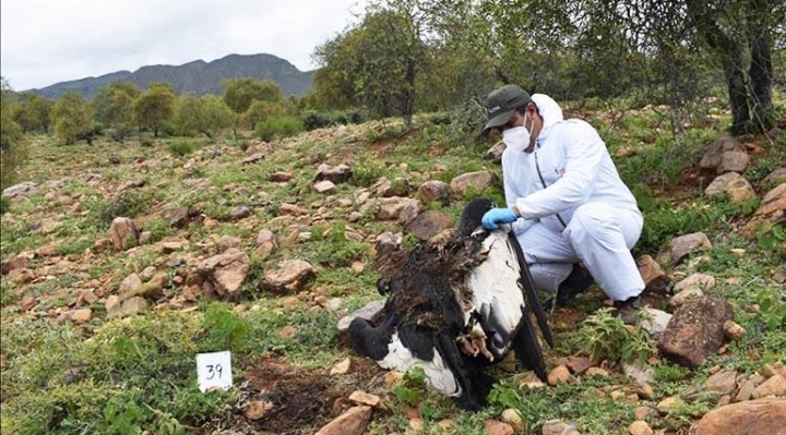 Ministerio de Medio Ambiente informó que se identificó al presunto autor de la muerte de 34 cóndores en Tarija