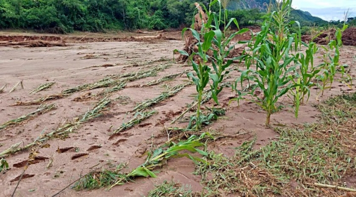 El Ministerio de Desarrollo Rural informó que el fenómeno de La Niña provocó pérdidas en el sector agrícola y ganadera