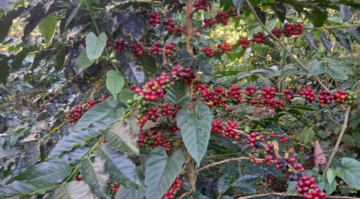 El café alienta la reactivación económica en Caranavi que prevé producir 60.000 sacos éste año