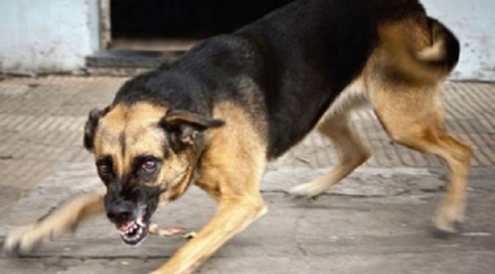 Jauría de perros ataca a un joven con Síndrome de Down en Sucre