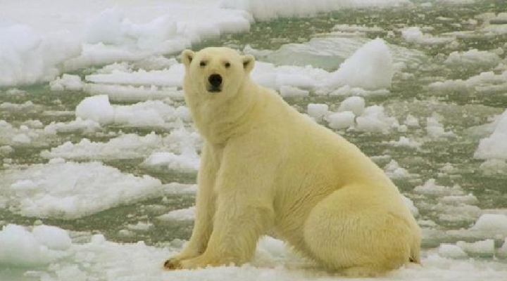 Estado de emergencia en unas islas de Rusia por una "invasión" de osos polares