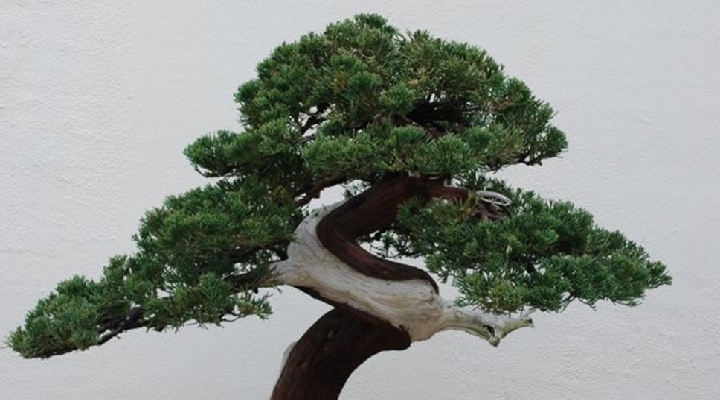 El robo de un bonsái de 400 años en Japón cuyo dueño lo único que pide es que “le den agua”