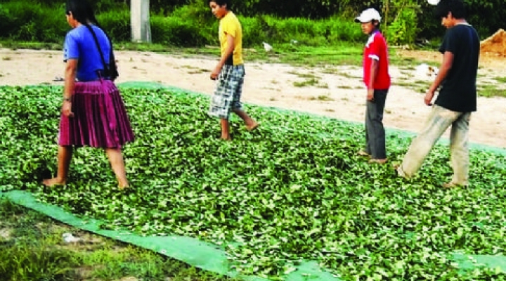 Experto: Caen los cultivos de coca en Chapare por contrabando que llega de Perú y jubilación de cocaleros