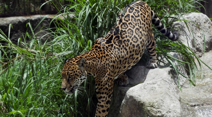 WWF Promueve la coexistencia humano-jaguar 
