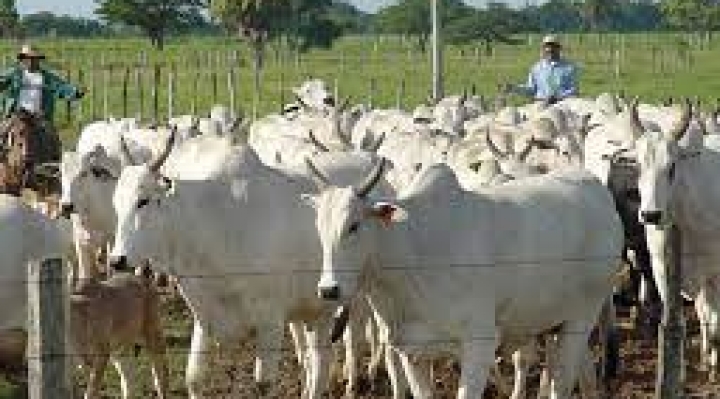 El 2021 el ganado bovino en el oriente creció en 3%, la CAO busca triplicarlo  
